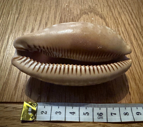Large natural brown - large, white
