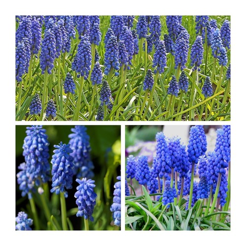 Muscari armeniacum bulbs 100 - muscari,