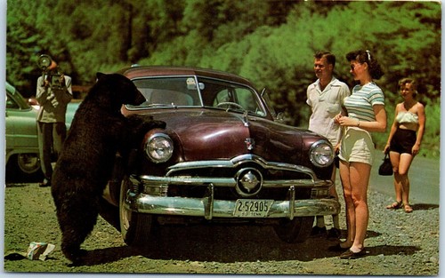 1960s black bear the smoky - black, in
