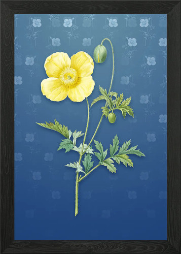 Vintage welsh poppy - welsh,