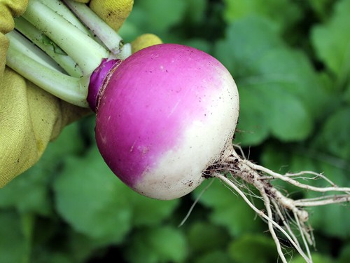 Purple top milan turnip - 50,