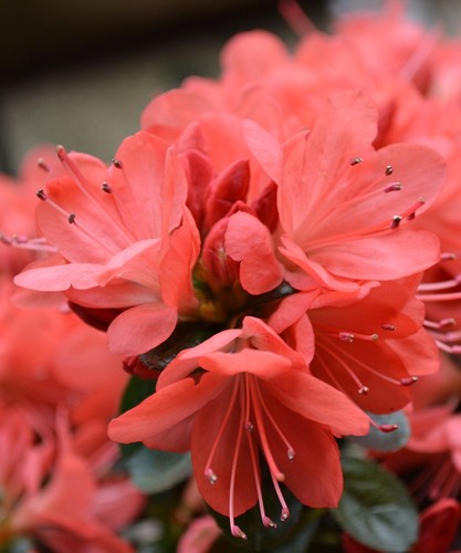 Azalea japonica rex - azalea,