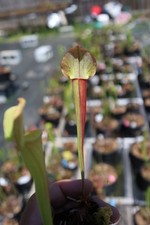 Sarracenia - 🔥🔥 Waccamaw