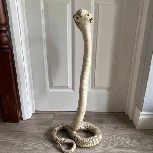 Vintage cobra taxidermy snake - vintage,
