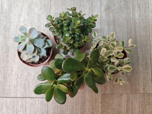 4pcs succulents mixed starter - succulents,