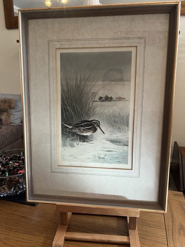 Archibald thorburn 1903 - archibald,
