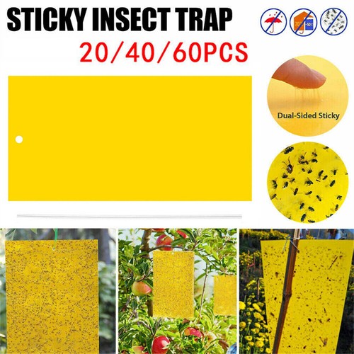 Yellow sticky fly - traps, insect