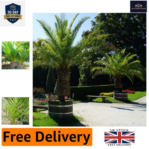 Phoenix palm gorgeous - palm, 5m