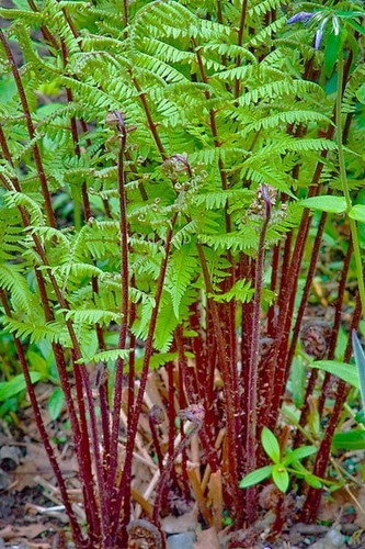 Fern lady red athyrium - fern,