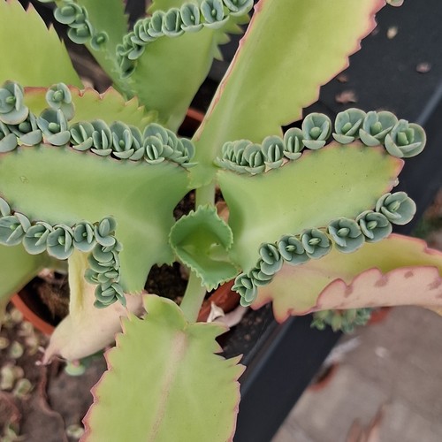 X50 kalanchoe laetivirens - x50,