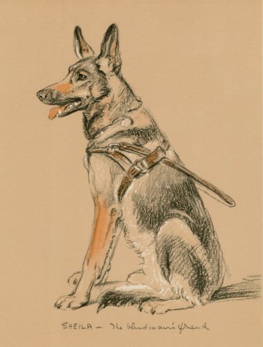German shepherd dog - shepherd, vintage