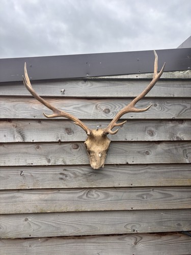 Highland red stag antlers - highland,