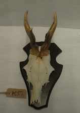 Vintage Roe Deer Skull With 6