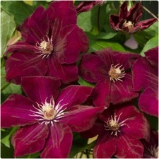  Clematis 'Rouge Cardinal X 3
