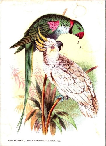 Birds ring parakeet and - parakeet,