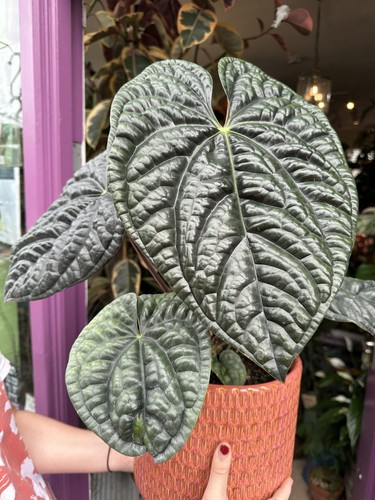 Anthurium luxurians tropical - anthurium,
