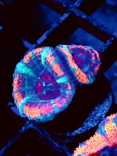 Coral beauties aquatics - coral,