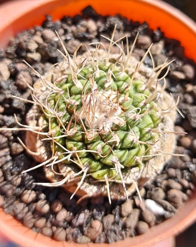Strombocactus disciformis - strombocactus,