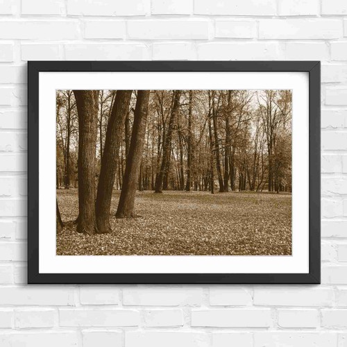 Autumn forest with rugged oak - autumn,