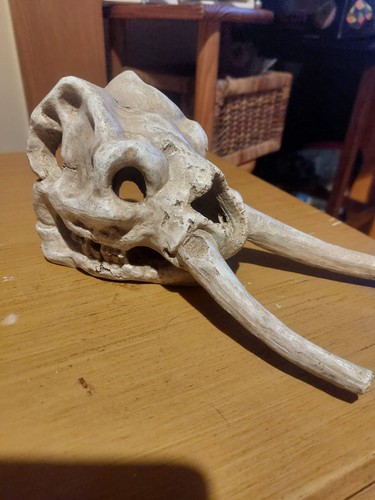 Exo terra skull - exo,