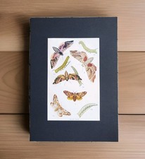 Antique 1900 Hawk Moth Caterpillar Book Plate Print A4 Mounted Moths Lithograph