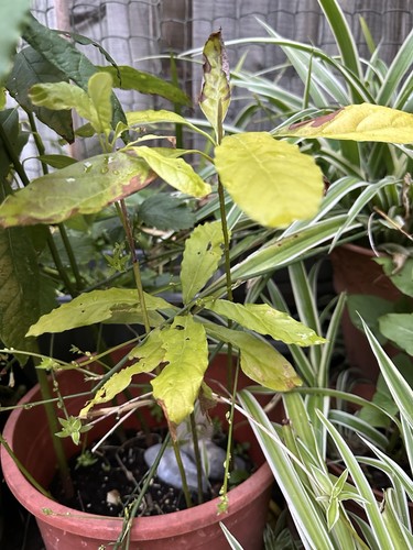 Avocado plant seedling healthy - plant,