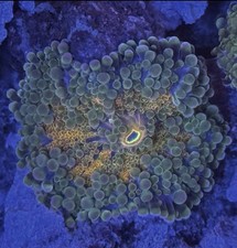 WYSIWYG Rainbow Ultra Grade Ricordea Yuma 1 Leaf Mushroom Coral Frag Marine