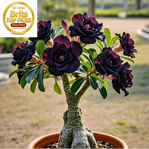 Perennial desert rose - desert, rose-