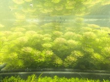 15x LIMNOPHILA SESSILIFLORA -