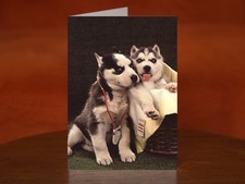 Siberian Husky Puppies Posing As Doctor and Patient, Defrahn Studio - A5 Card