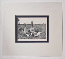 SPORT & GENERAL Toulouse Geese, 1918 Poultry Farming Photo Print