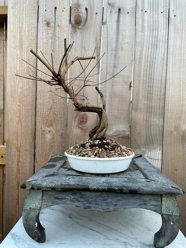 New year gift - gift!, vitex