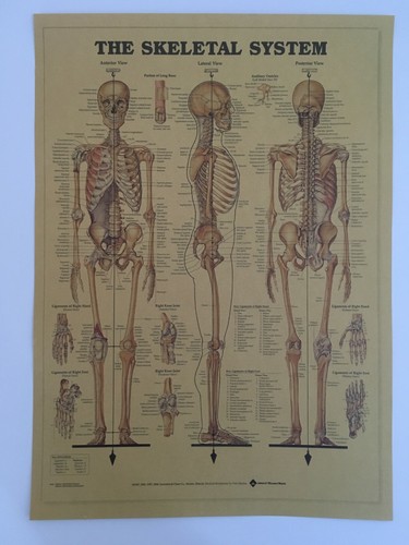 Human skeleton poster print - human,