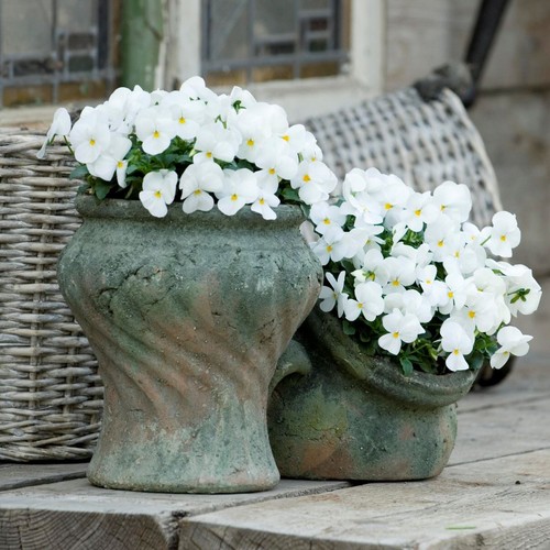 Viola sorbet white - viola, and