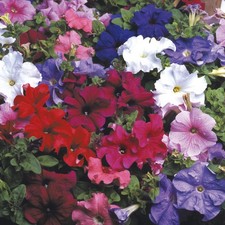 Petunia Express Mix 10-Pack -