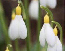 Galanthus ‘Primrose