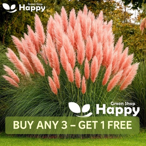 Ornamental grass pampas - ornamental,