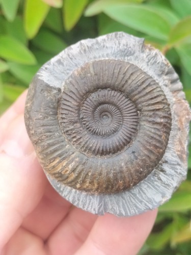 Beautiful dactylioceras - beautiful,