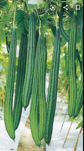 Bangladeshi ridge gourd - bangladeshi,