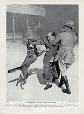 GERMAN SHEPHERD POLICE DOG TRIALS GREAT EARLY IMAGE ORIGINAL 1934 DOG PRINT
