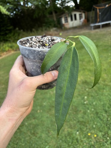 Anthurium wendlingeri rare - anthurium,