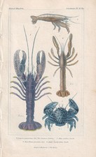 1834 LOBSTER Print - Hand-Coloured Copper Engraving - Sea Life - 5.3 x 8.2 Inch