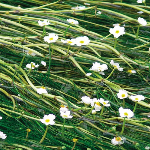 Bunches water - 12,