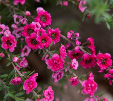 LEPTOSPERMUM .RED DAMASK .Tea tree, 1 ltr POT FREE DELIVERY