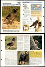 Common Mynah #88 Birds Wildlife Fact File Fold-Out Card