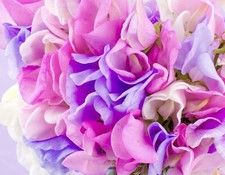 Heaven Scented Mix - Sweet Pea - 45x Seeds - Flower