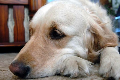Golden retriever dog - golden,