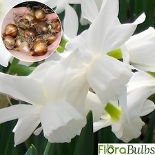 Daffodil Bulbs Narcissus 10 Thalia Dwarf spring Flowering garden bulbs plants 