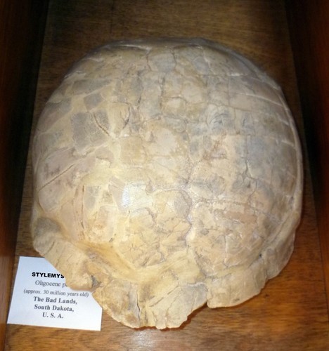 Stylemys turtle shell - stylemys,