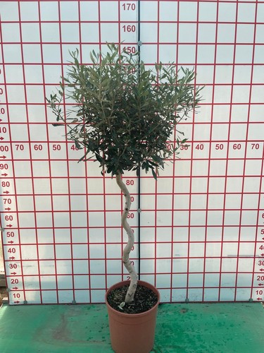 European olive tree 150cm - tree, tall